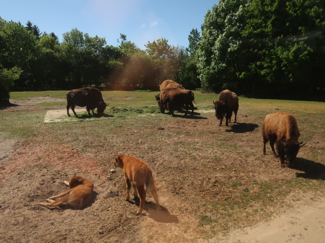 Amerikanische Bisons im Givskud Zoo in Give (20. Mai)