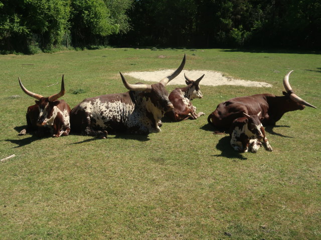Watussirinder im Givskud Zoo in Give (20. Mai)