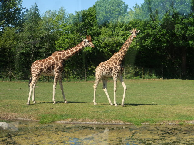 Rothschildgiraffen im Givskud Zoo in Give (20. Mai)