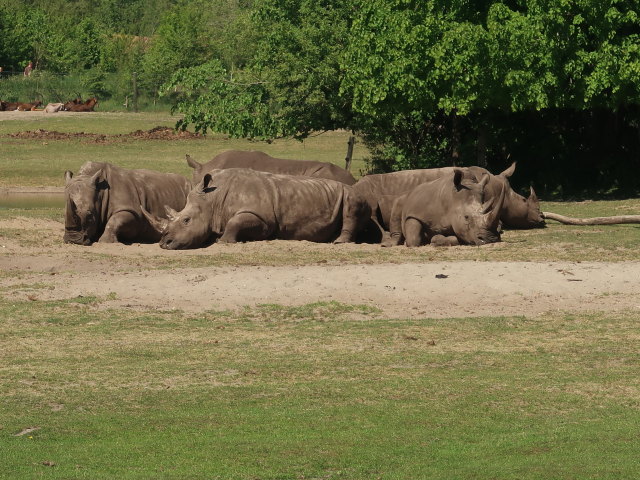 Breitmaulnash&ouml;rner im Givskud Zoo in Give (20. Mai)