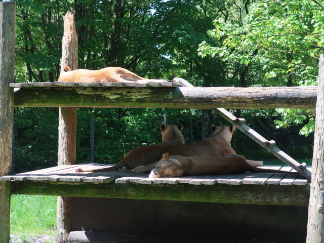 L&ouml;wen im Givskud Zoo in Give (20. Mai)