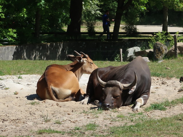 Afrikanische Tiere im Givskud Zoo in Give (20. Mai)