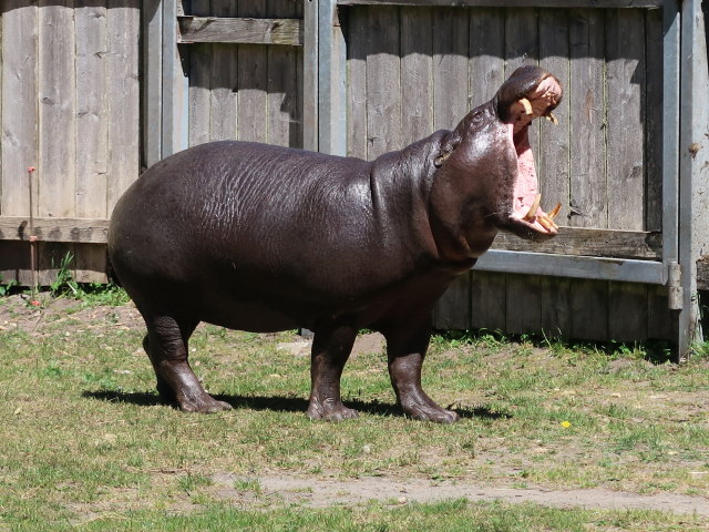 Zwergflusspferd im Givskud Zoo in Give (20. Mai)