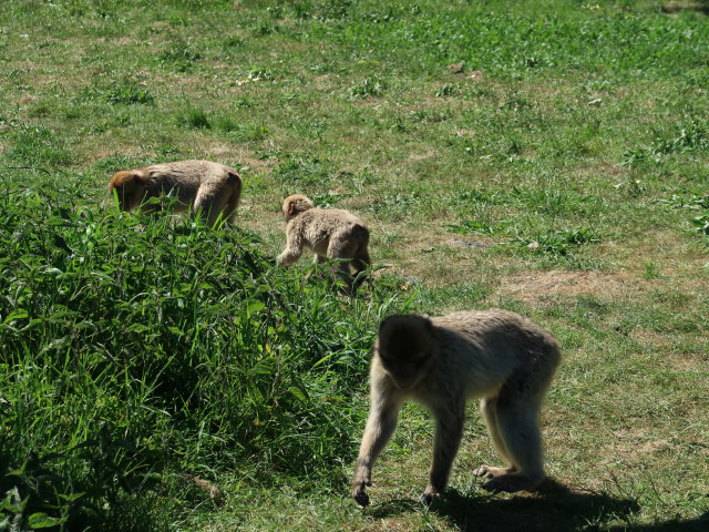Berberaffen im Givskud Zoo in Give (20. Mai)