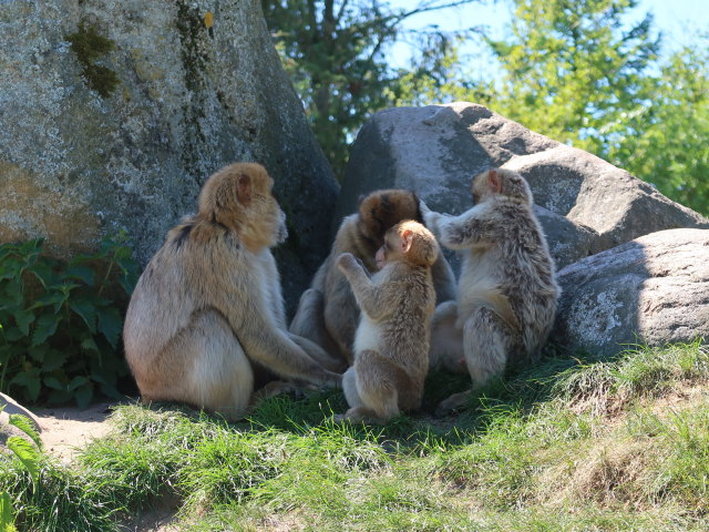 Berberaffen im Givskud Zoo in Give (20. Mai)