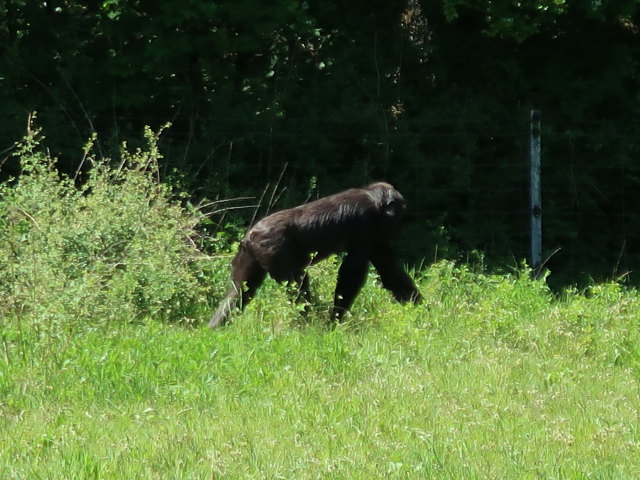 Westlicher Flachlandgorilla im Givskud Zoo in Give (20. Mai)