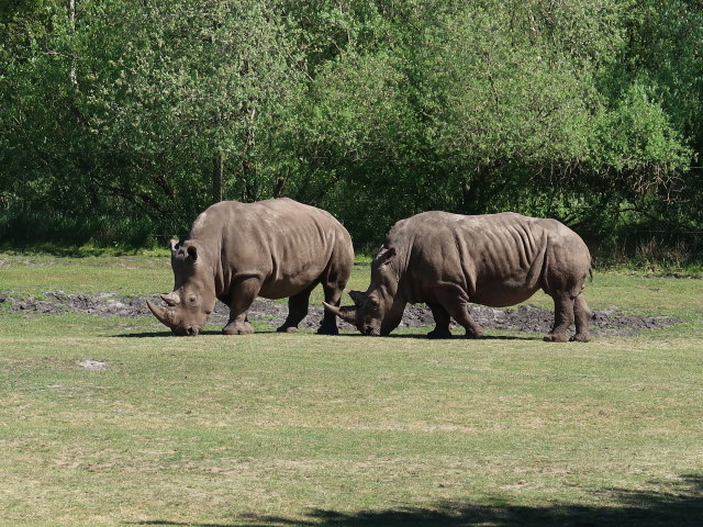 Breitmaulnash&ouml;rner im Givskud Zoo in Give (20. Mai)
