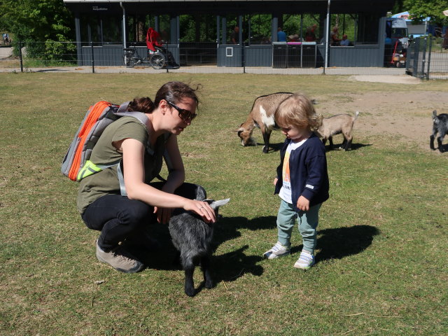 Sabine und Nils bei den Streichelziegen im Givskud Zoo in Give (20. Mai)