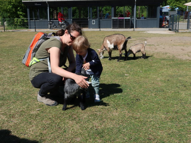 Sabine und Nils bei den Streichelziegen im Givskud Zoo in Give (20. Mai)