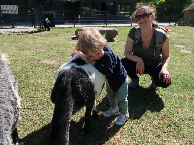 Nils und Sabine bei den Streichelziegen im Givskud Zoo in Give (20. Mai)