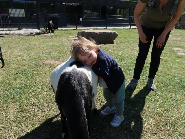 Nils und Sabine bei den Streichelziegen im Givskud Zoo in Give (20. Mai)