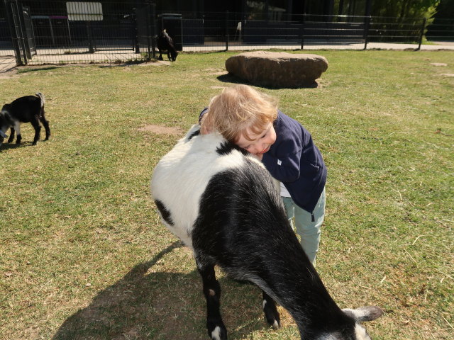 Nils bei den Streichelziegen im Givskud Zoo in Give (20. Mai)