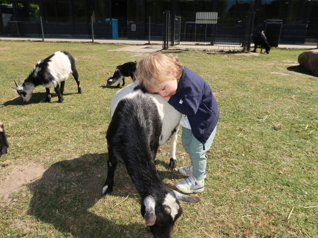 Nils bei den Streichelziegen im Givskud Zoo in Give (20. Mai)