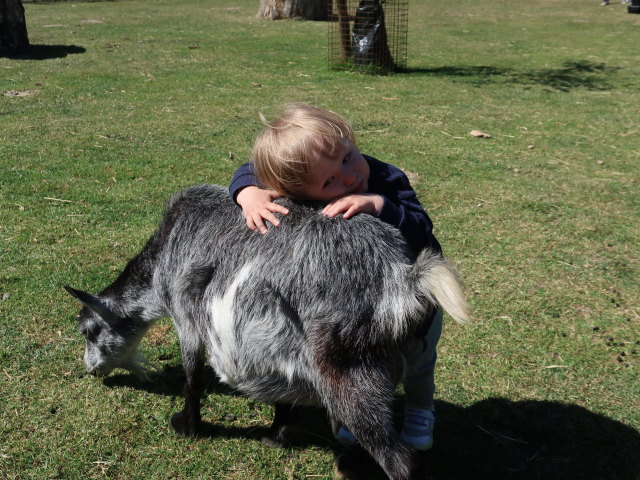 Nils bei den Streichelziegen im Givskud Zoo in Give (20. Mai)