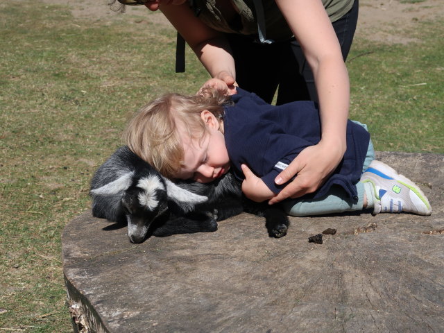 Sabine und Nils bei den Streichelziegen im Givskud Zoo in Give (20. Mai)