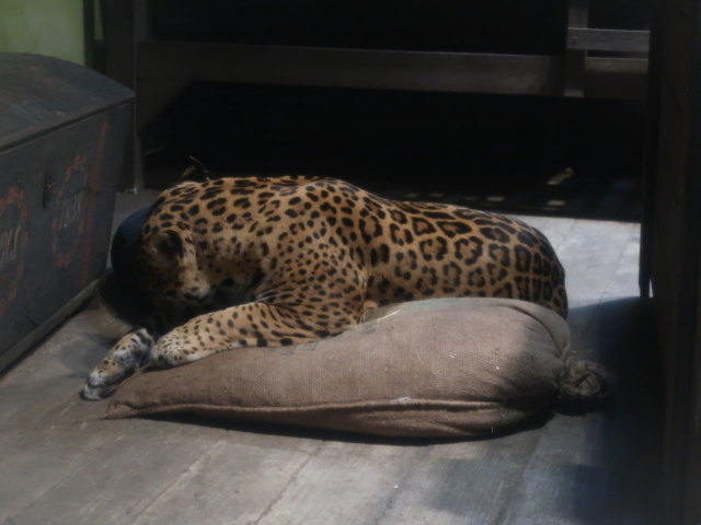 S&uuml;damerika in Randers Regnskov (23. Mai)