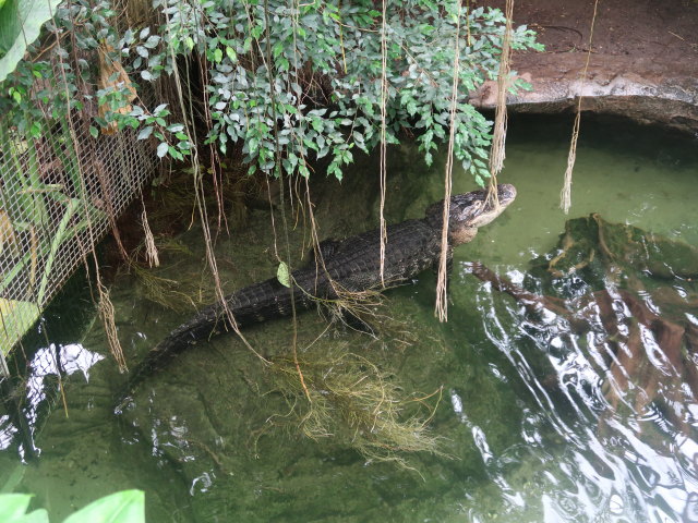 S&uuml;damerika in Randers Regnskov (23. Mai)