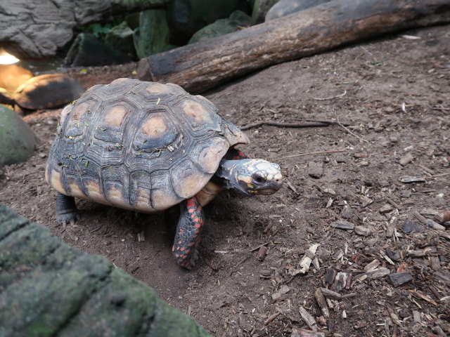 S&uuml;damerika in Randers Regnskov (23. Mai)