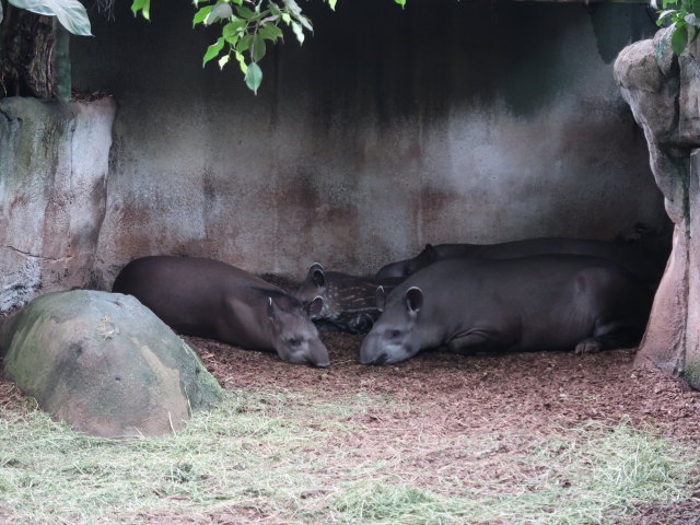 S&uuml;damerika in Randers Regnskov (23. Mai)