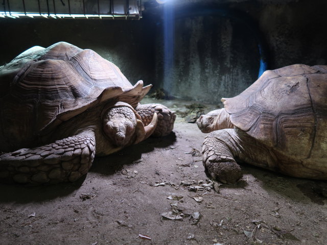 S&uuml;damerika in Randers Regnskov (23. Mai)