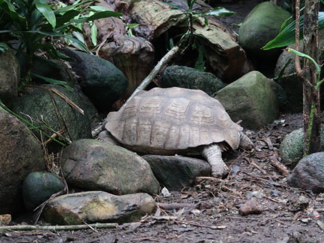 S&uuml;damerika in Randers Regnskov (23. Mai)