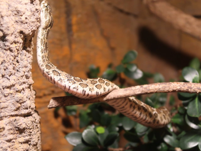 S&uuml;damerika in Randers Regnskov (23. Mai)