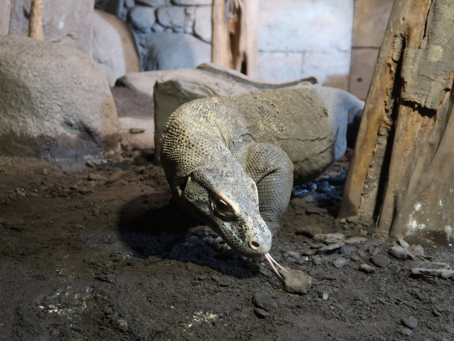 Asien in Randers Regnskov (23. Mai)