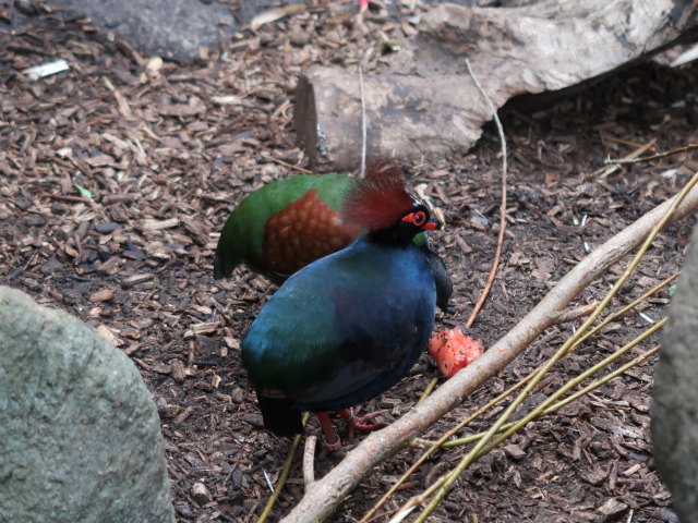 Asien in Randers Regnskov (23. Mai)