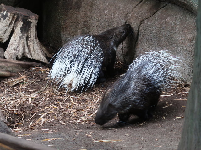 Asien in Randers Regnskov (23. Mai)