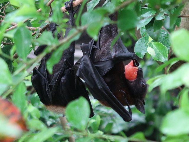 Asien in Randers Regnskov (23. Mai)