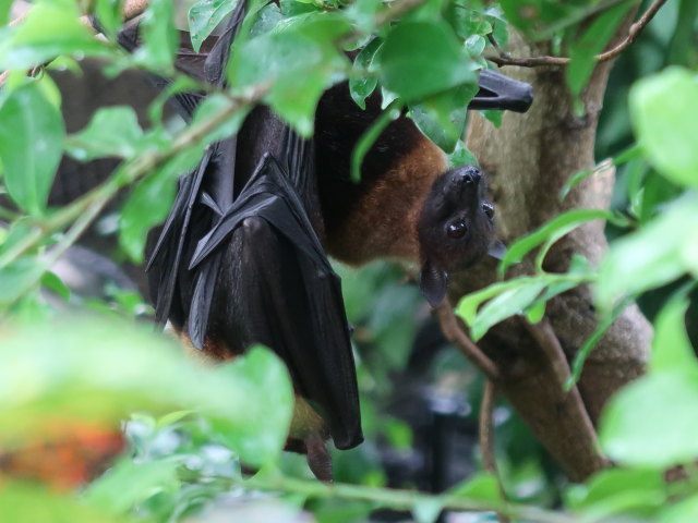 Asien in Randers Regnskov (23. Mai)
