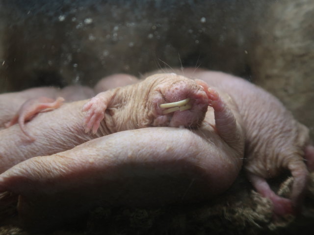 Afrika in Randers Regnskov (23. Mai)