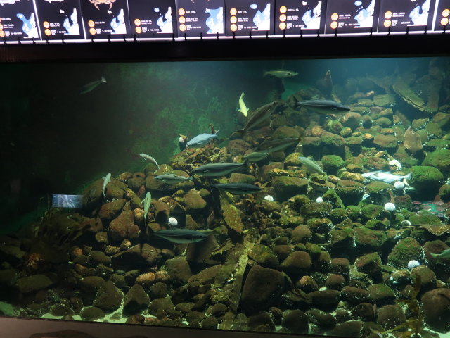 Nords&oslash;en Oceanarium in Hirtshals (25. Mai)