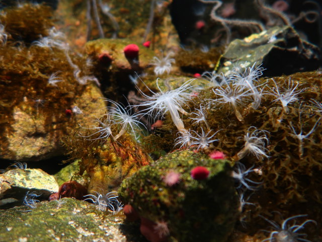 Nords&oslash;en Oceanarium in Hirtshals (25. Mai)