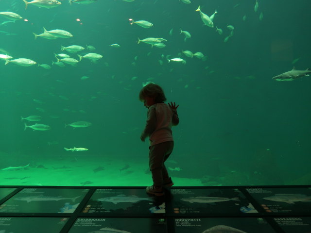 Nils im Nords&oslash;en Oceanarium in Hirtshals (25. Mai)