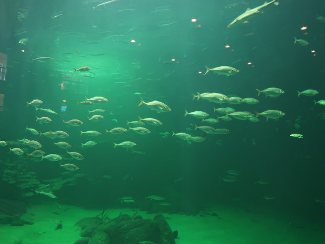 Nords&oslash;en Oceanarium in Hirtshals (25. Mai)