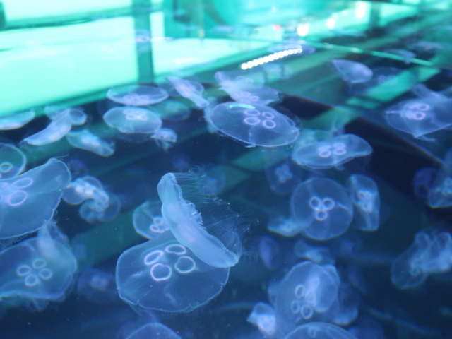 Nords&oslash;en Oceanarium in Hirtshals (25. Mai)