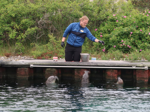 Robbenbecken im Nords&oslash;en Oceanarium in Hirtshals (25. Mai)