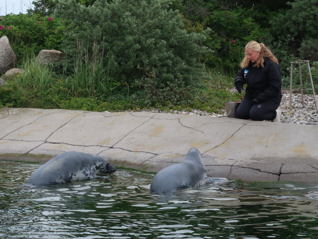 Robbenbecken im Nords&oslash;en Oceanarium in Hirtshals (25. Mai)