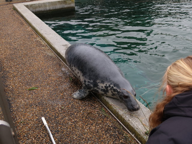 Robbenbecken im Nords&oslash;en Oceanarium in Hirtshals (25. Mai)