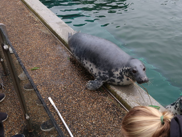 Robbenbecken im Nords&oslash;en Oceanarium in Hirtshals (25. Mai)