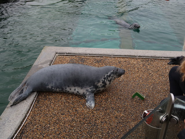 Robbenbecken im Nords&oslash;en Oceanarium in Hirtshals (25. Mai)