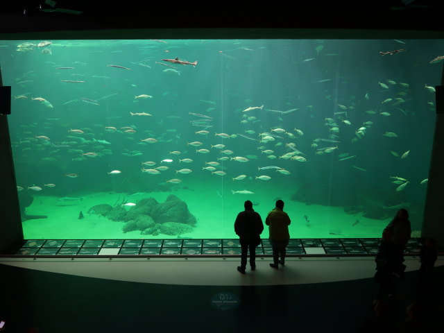 Nords&oslash;en Oceanarium in Hirtshals (25. Mai)