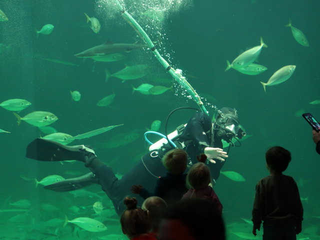 Nords&oslash;en Oceanarium in Hirtshals (25. Mai)