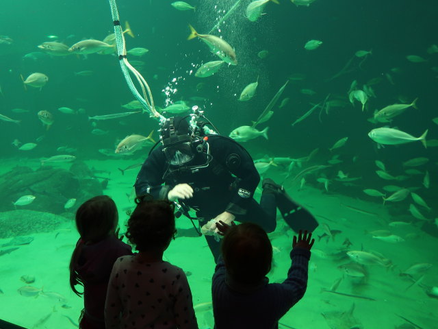 Nords&oslash;en Oceanarium in Hirtshals (25. Mai)