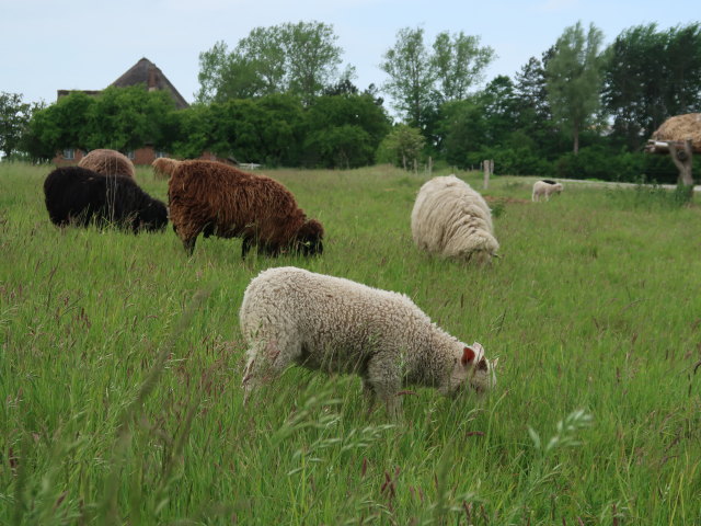 Frilandsmuseet in Kongens Lyngby (1. Juni)
