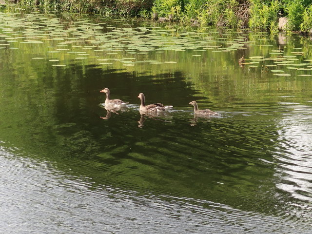 Botanisk Have in K&oslash;benhavn (2. Juni)