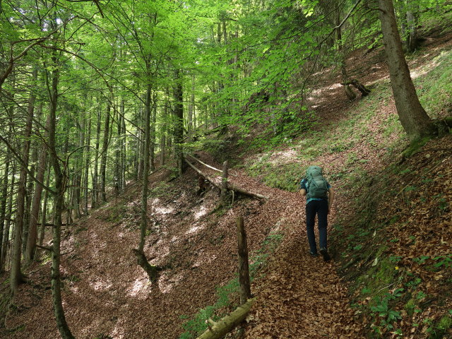 Tim zwischen Hochsteingraben und Hagstein (7. Juni)