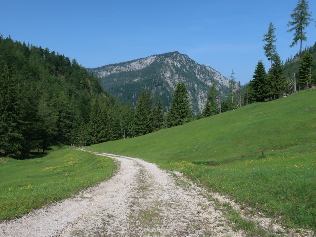 zwischen Steyrsteg und Weingartalm (10. Juni)