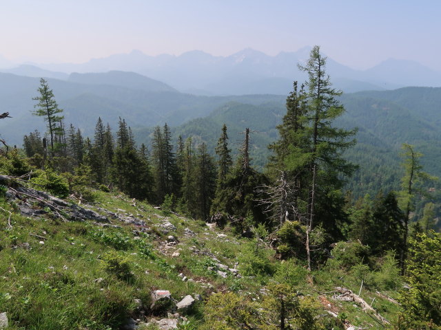 zwischen Weingartalm und Halterh&uuml;ttental (10. Juni)